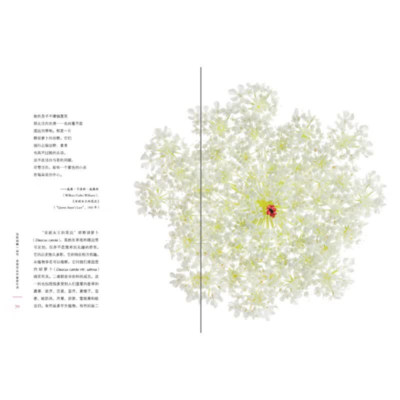 1785069584461756.jpg